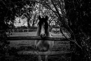 aluminium-print-the-horse-sw