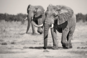 acrylic-print-twin-elephants-x