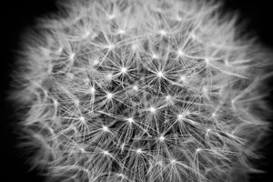 framedcanvas-print-dandelion-in-xxl
