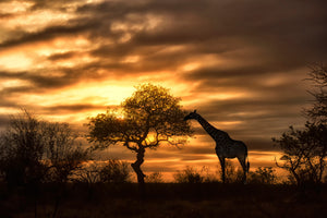 framedcanvas-print-african-dreams