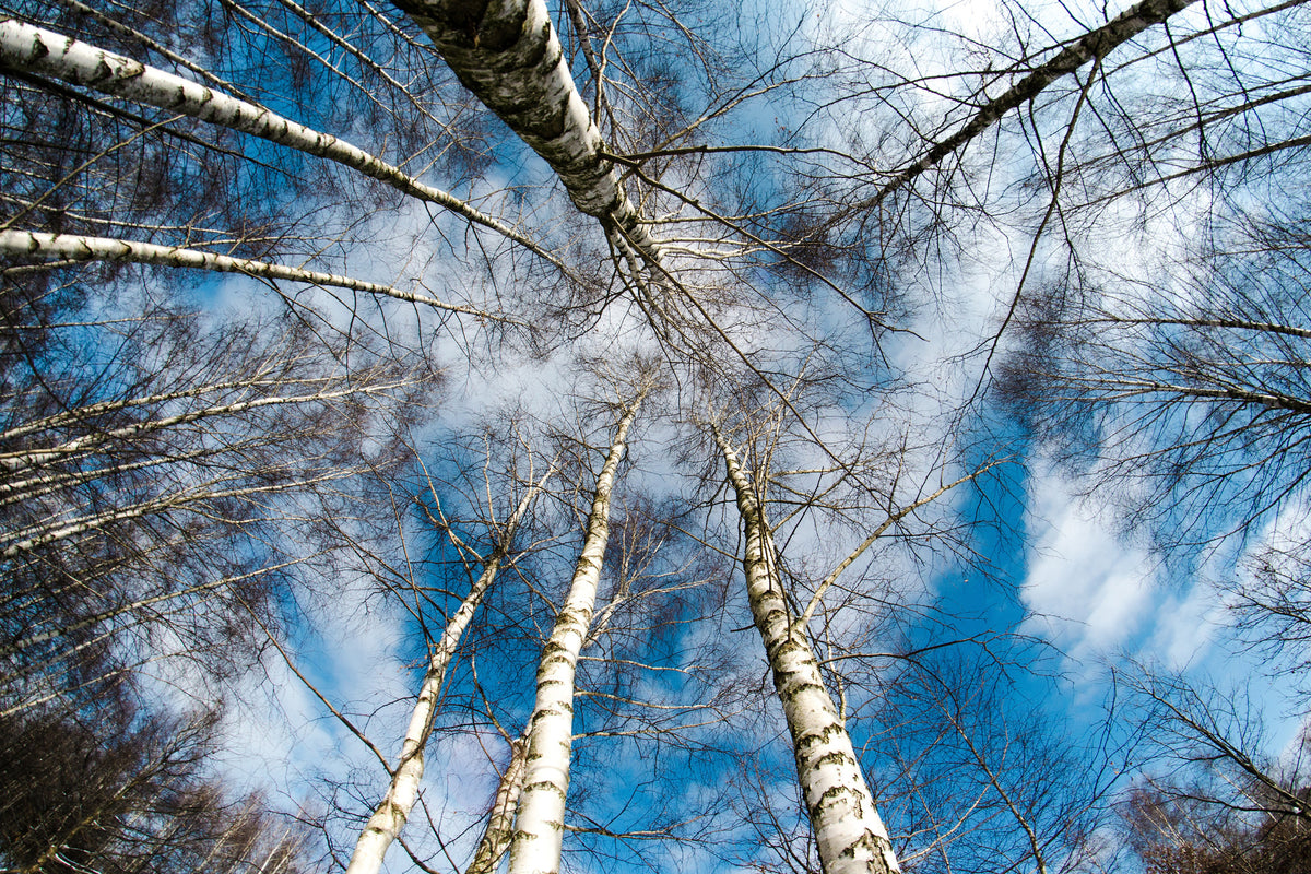 canvas-print-birch-crowns