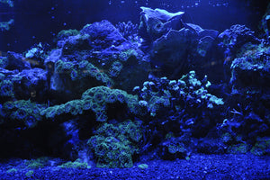 acrylic-print-coral-reef-in-blue
