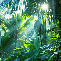4-piece-acrylic-print-in-tropical-forest
