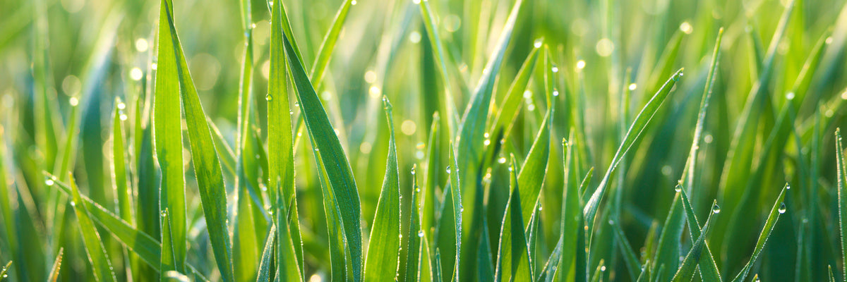 panoramic-acrylic-print-grass-with-morning-dew-xl-panorama