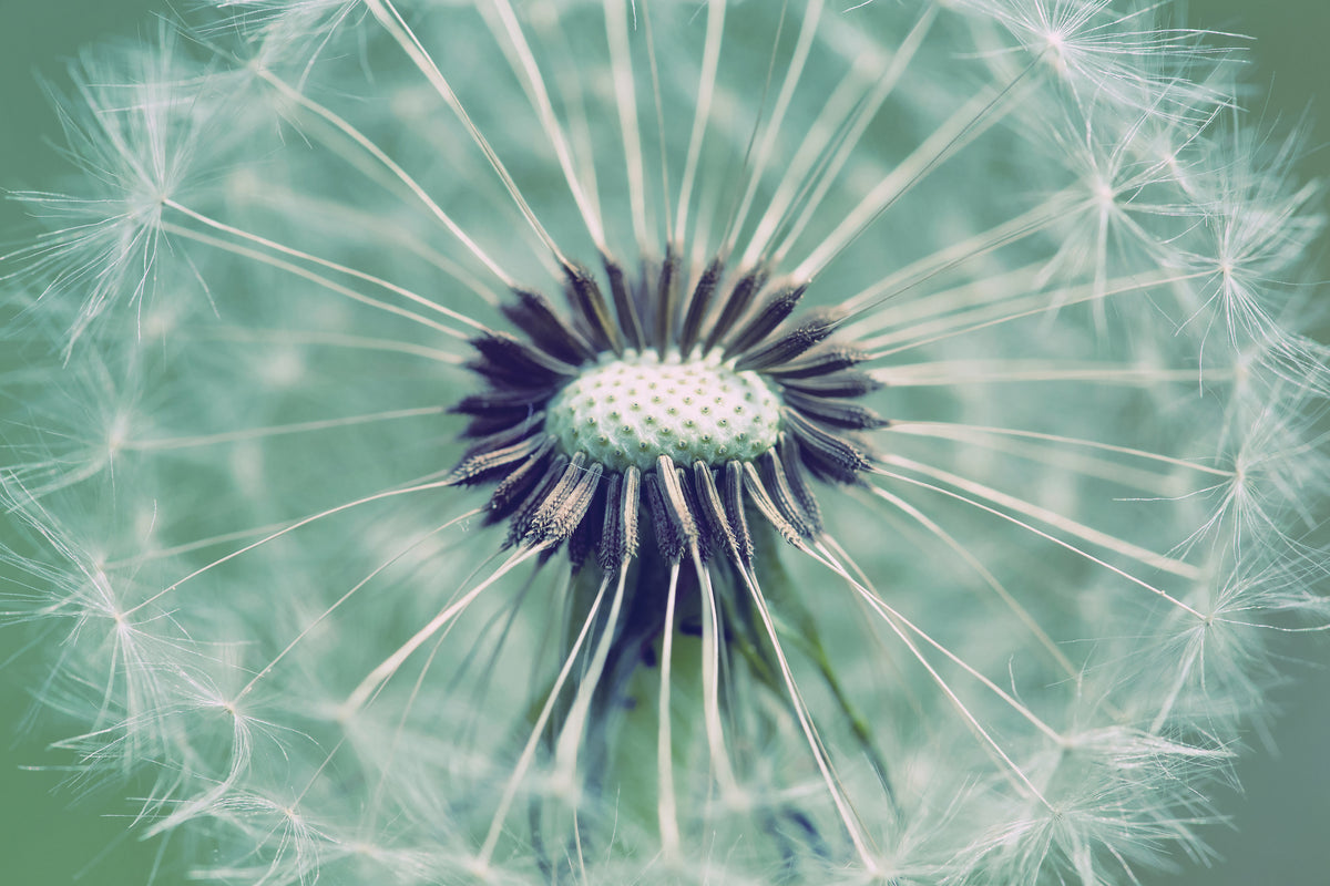 modern-3-piece-canvas-print-close-up-dandelion