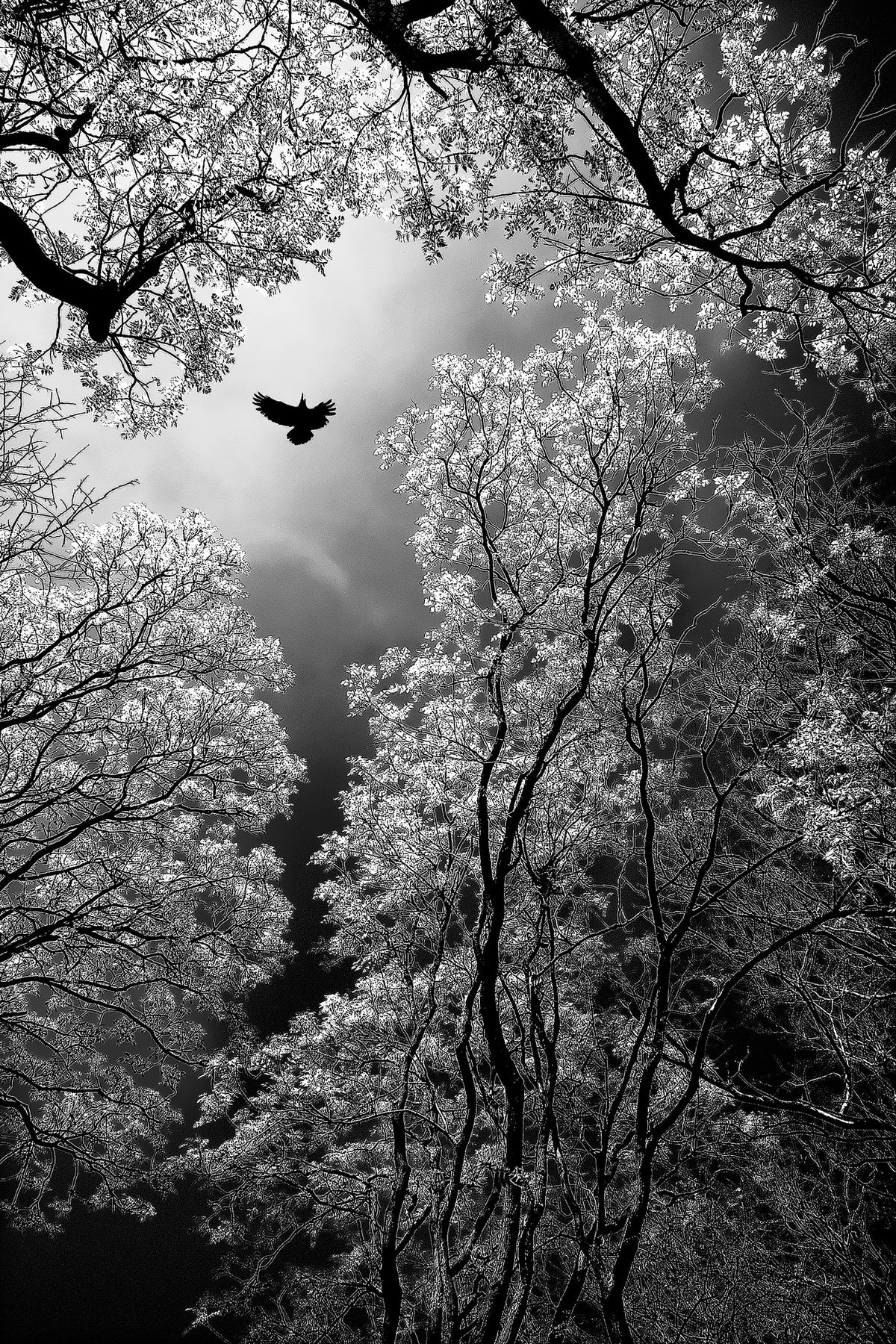 acrylic-print-flight-x