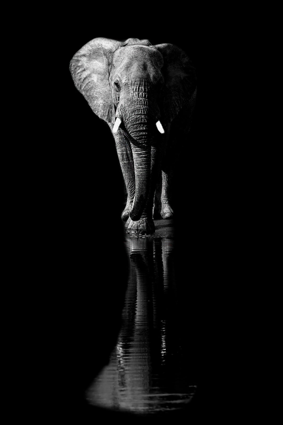 aluminium-print-elephant-xsa