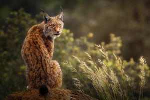 framedposter-print-lynx-fine-art-x