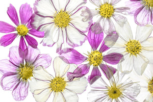 aluminium-print-keeping-summer-x