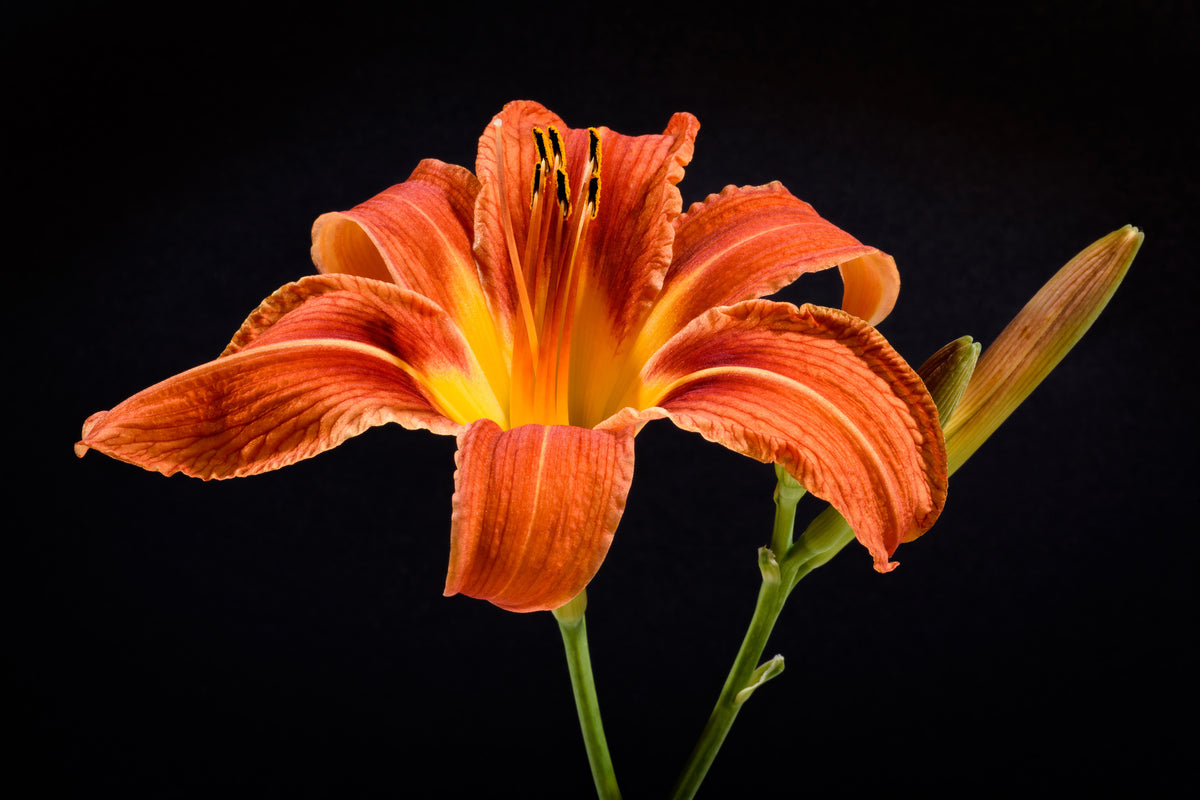 aluminium-print-a-lily-flower-in-orange