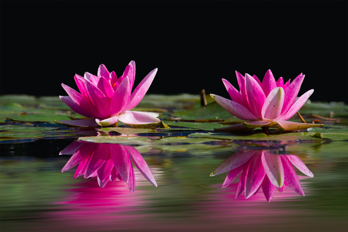 canvas-print-water-lilies-duo-in-pink