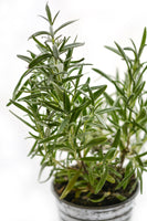 acrylic-print-rosemary-in-the-pot