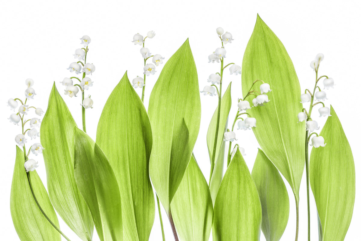 3-piece-canvas-print-lily-of-the-valley