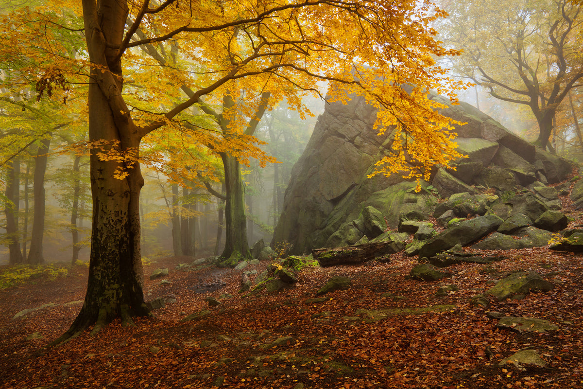 canvas-print-autumn-forest-x