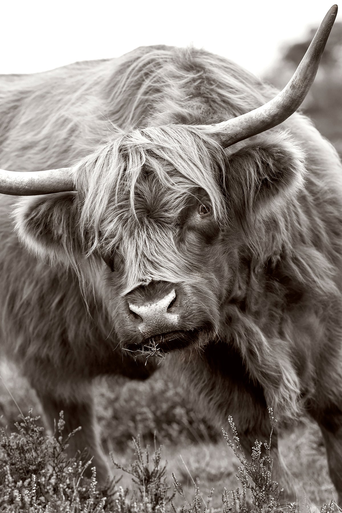 framedcanvas-print-the-bull-x