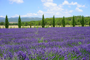 canvas-print-magnificent-lavender-field