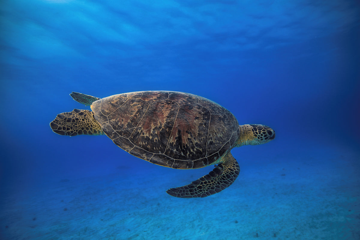 3-piece-acrylic-print-green-turtle-in-the-blue