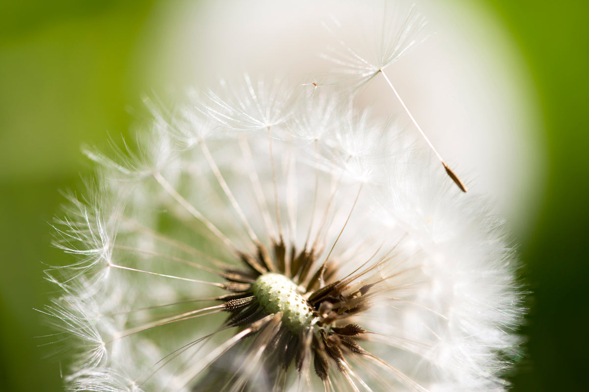 framedposter-print-blowball-dandelion