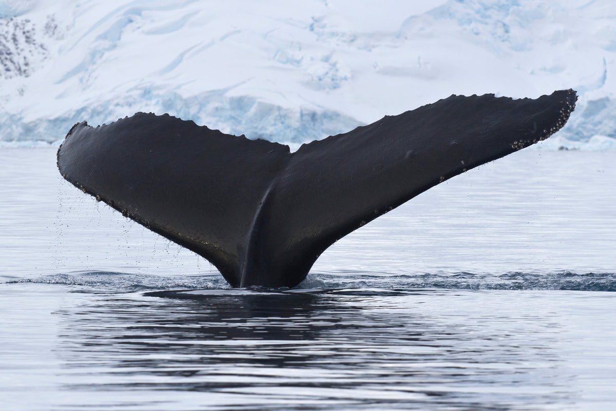 aluminium-print-the-humpback-whale