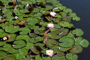 canvas-print-white-water-lilies-in-the-pond