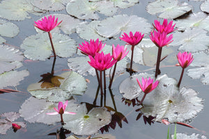 modern-3-piece-acrylic-print-jump-in-the-lily-pond