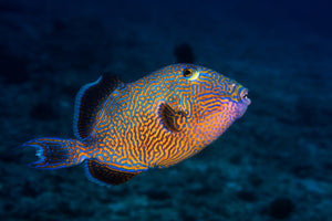 modern-3-piece-aluminium-print-blue-triggerfish