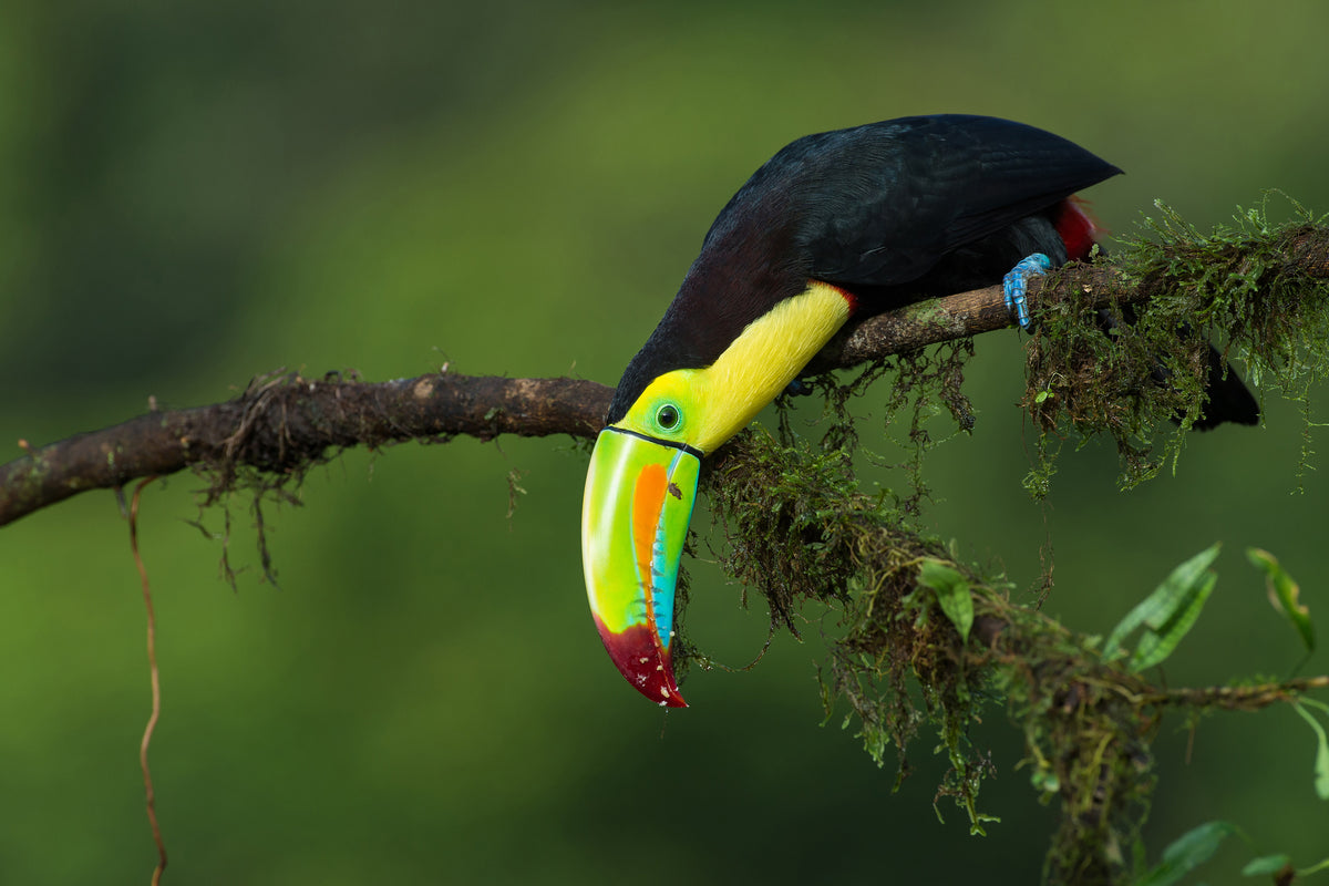 acrylic-print-the-colors-of-costa-rica