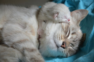 3-piece-canvas-print-cats-mom-with-baby