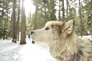 framedcanvas-print-the-alaskan-malamute