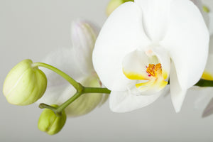 canvas-print-giant-orchid