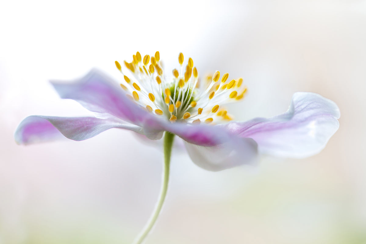 framedcanvas-print-wood-anemone