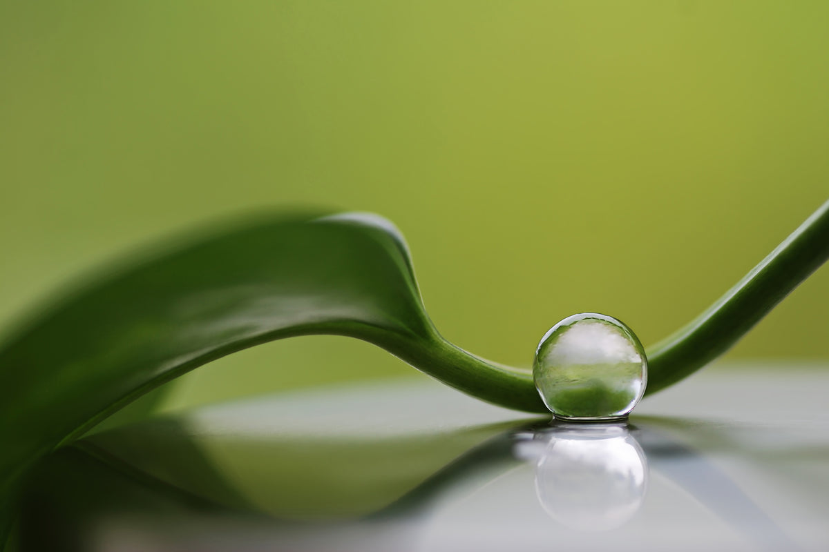 poster-print-green-harmony-x
