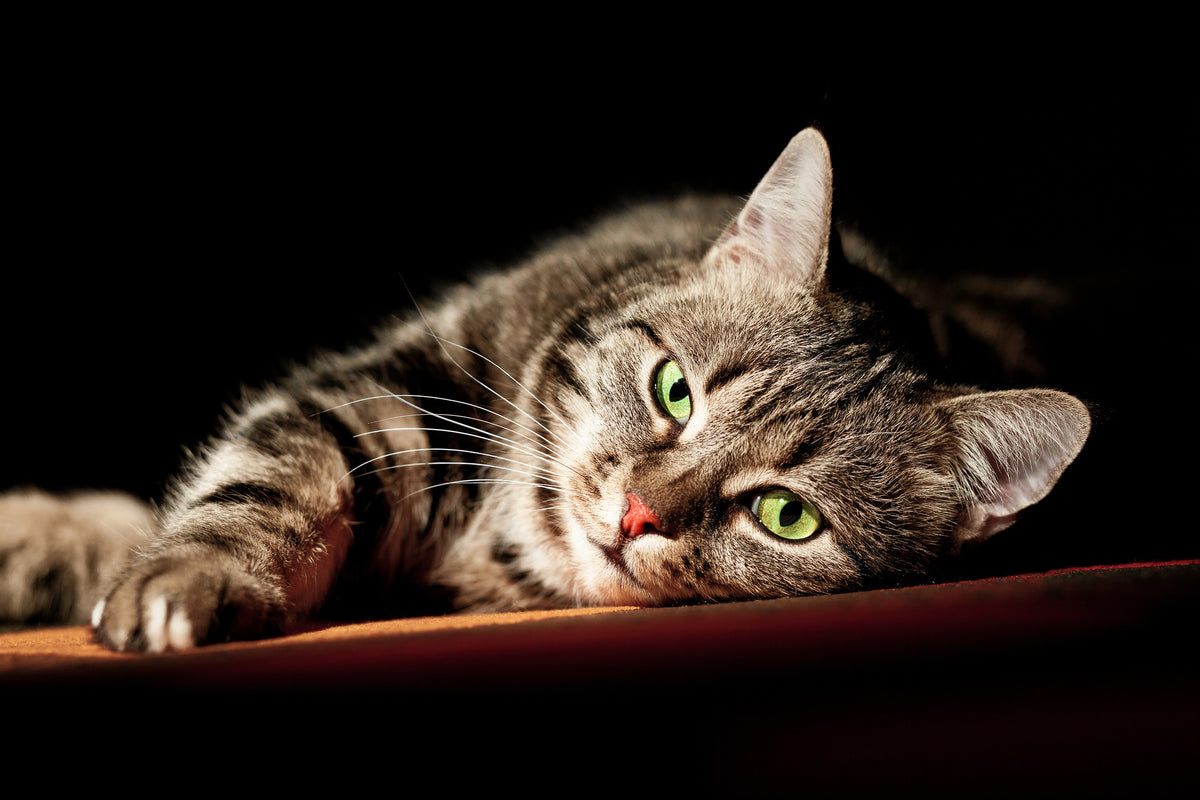3-piece-acrylic-print-relaxed-cat