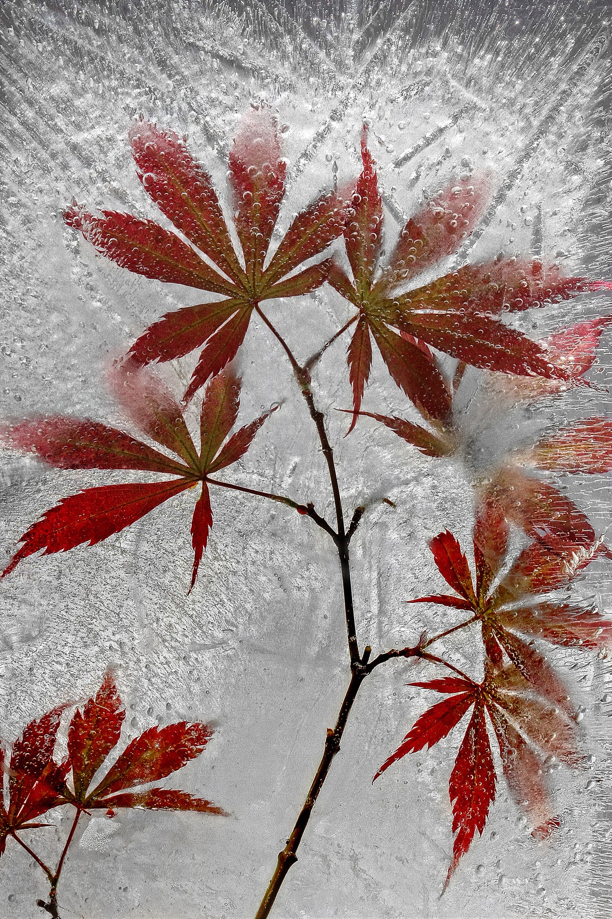 framedposter-print-red-maple-x