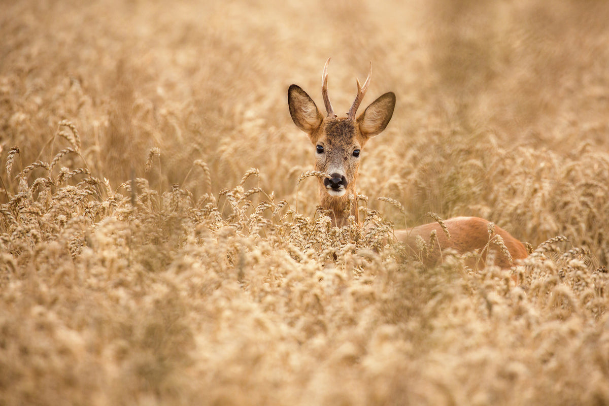 aluminium-print-deer-in-the-field-x