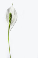 acrylic-print-the-peace-lily