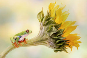 framedcanvas-print-red-eyed-tree-frog-on-a-sunflower-x