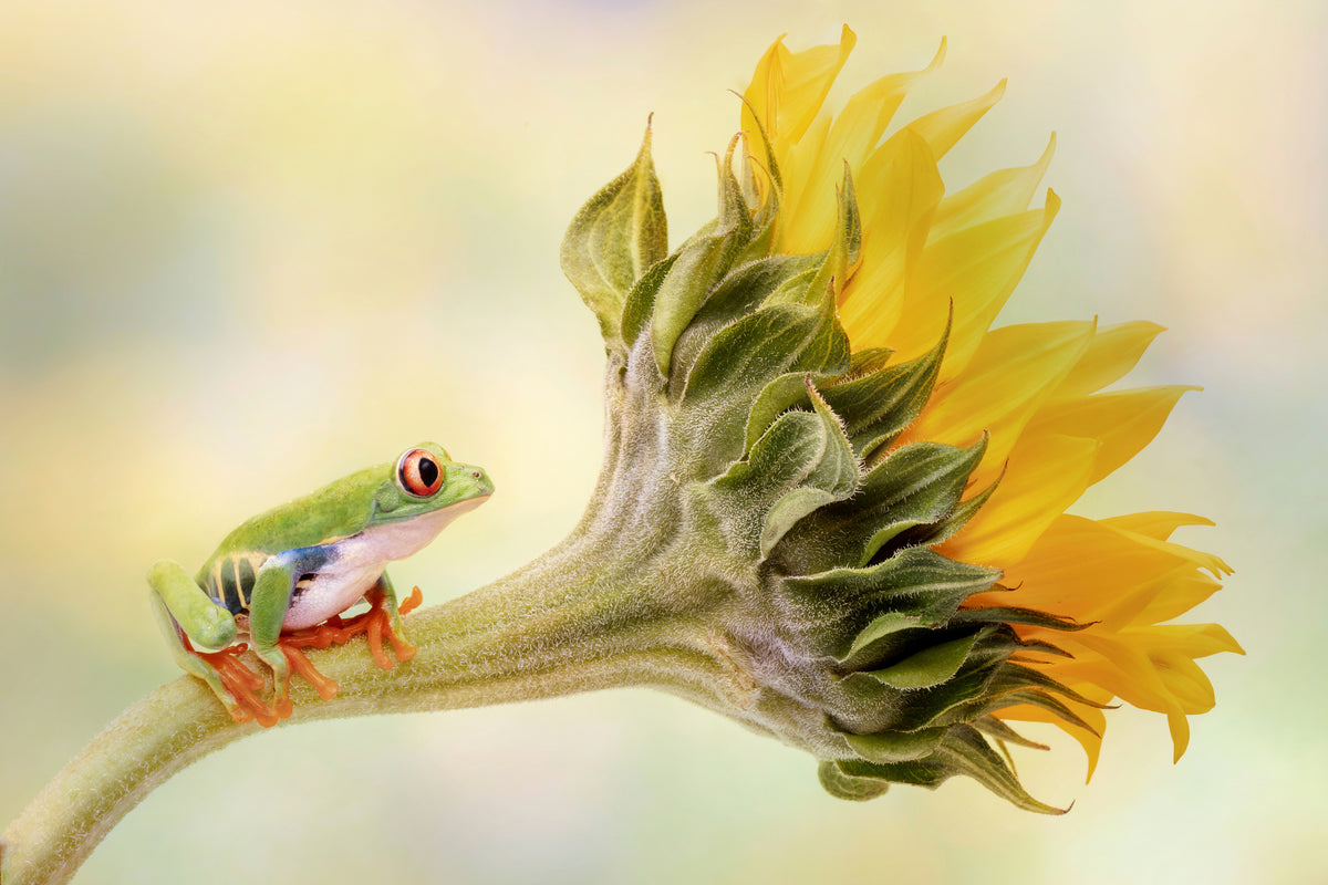 framedcanvas-print-red-eyed-tree-frog-on-a-sunflower-x