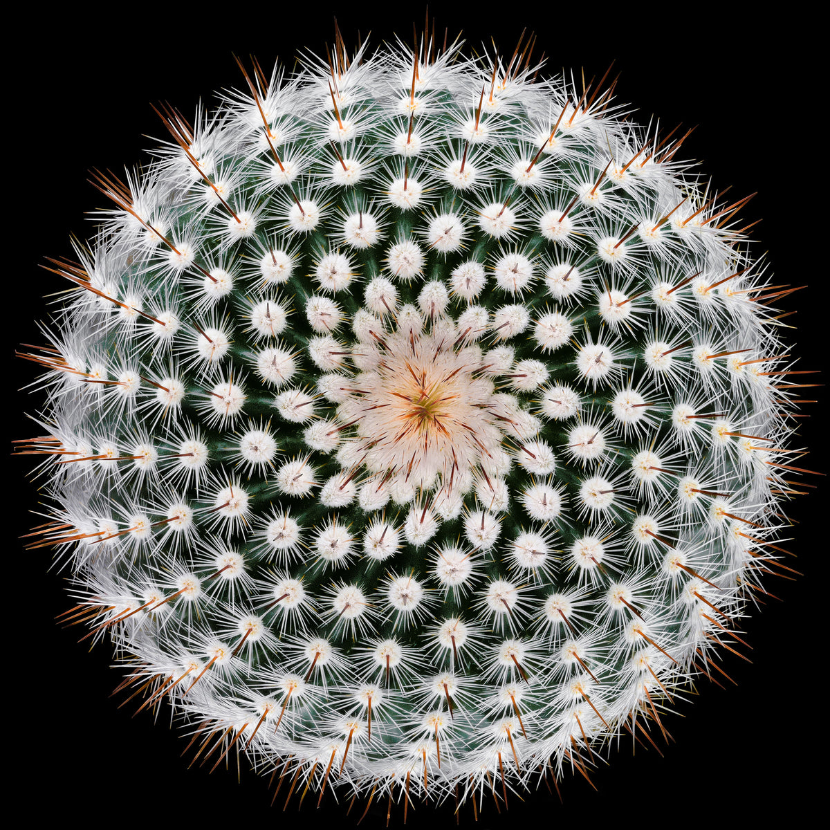 4-piece-acrylic-print-notocactus-scopa
