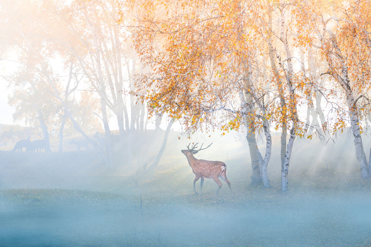 aluminium-print-elk-lost-in-mist-x
