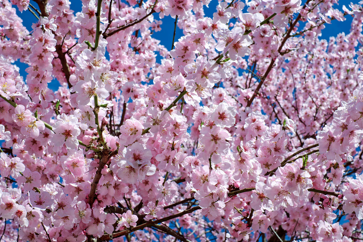 3-piece-canvas-print-the-japanese-cherry