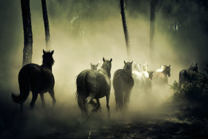 acrylic-print-horses-in-the-forest