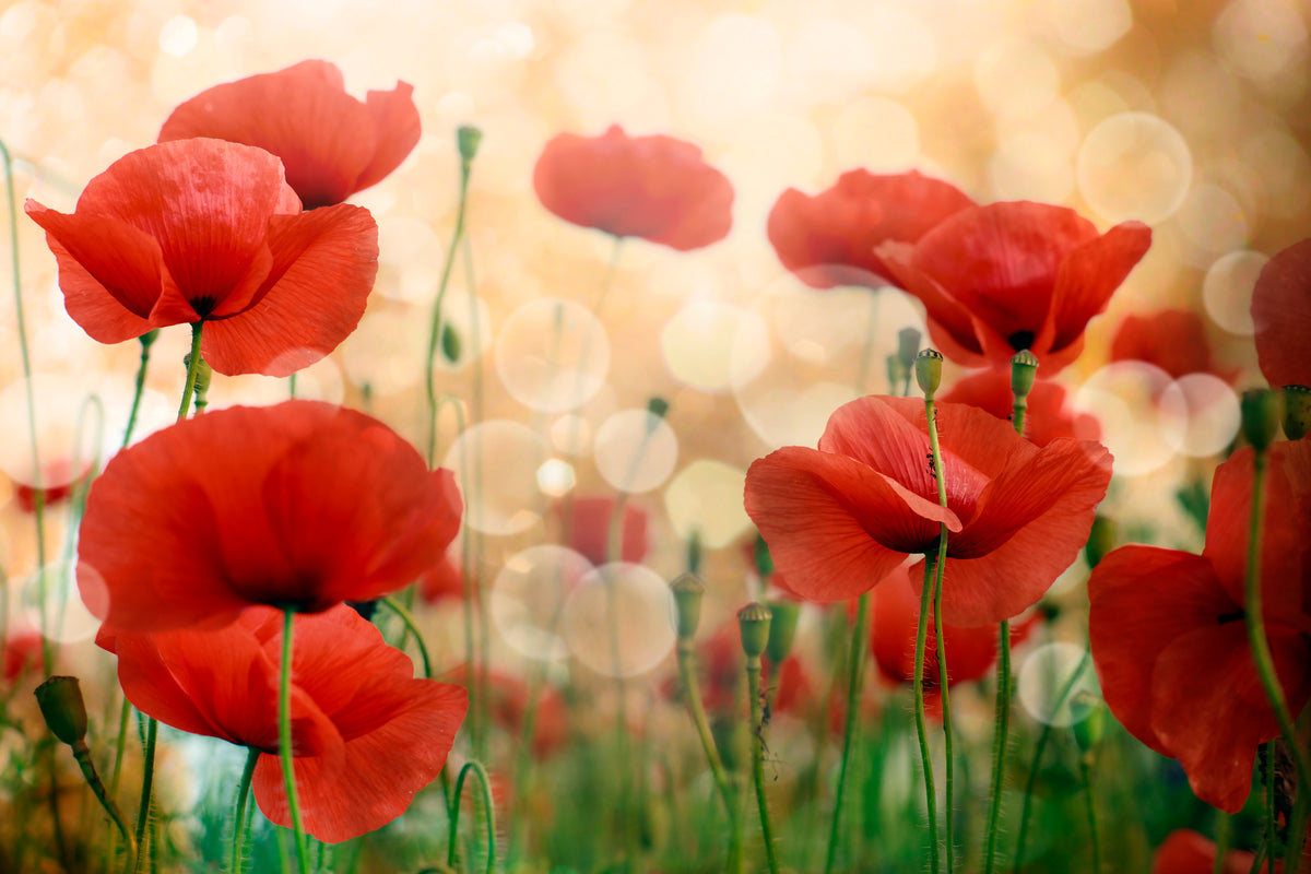 3-piece-aluminium-print-the-poppy