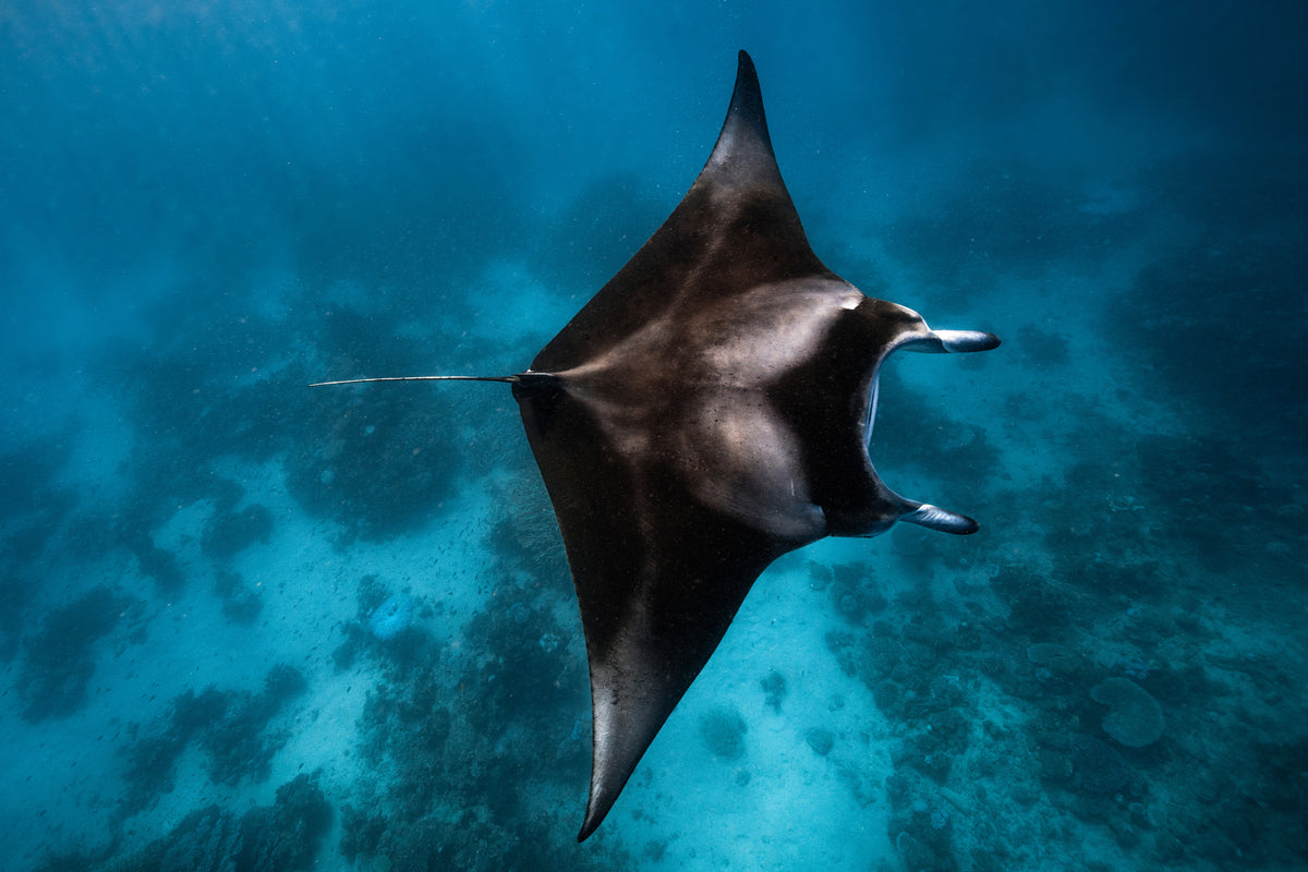 acrylic-print-manta-fly