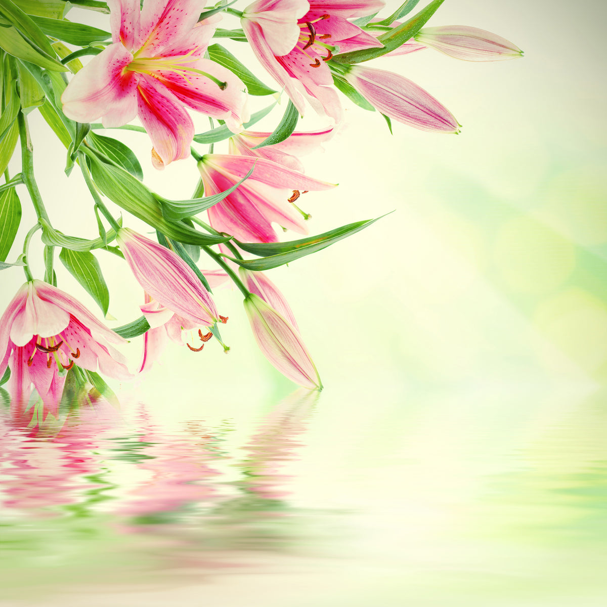 9-piece-canvas-print-lilies-on-water