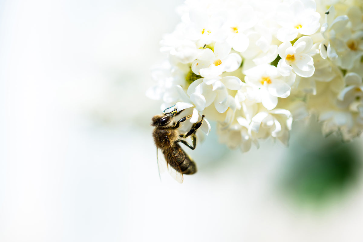 poster-print-the-bumblebee-and-the-flower
