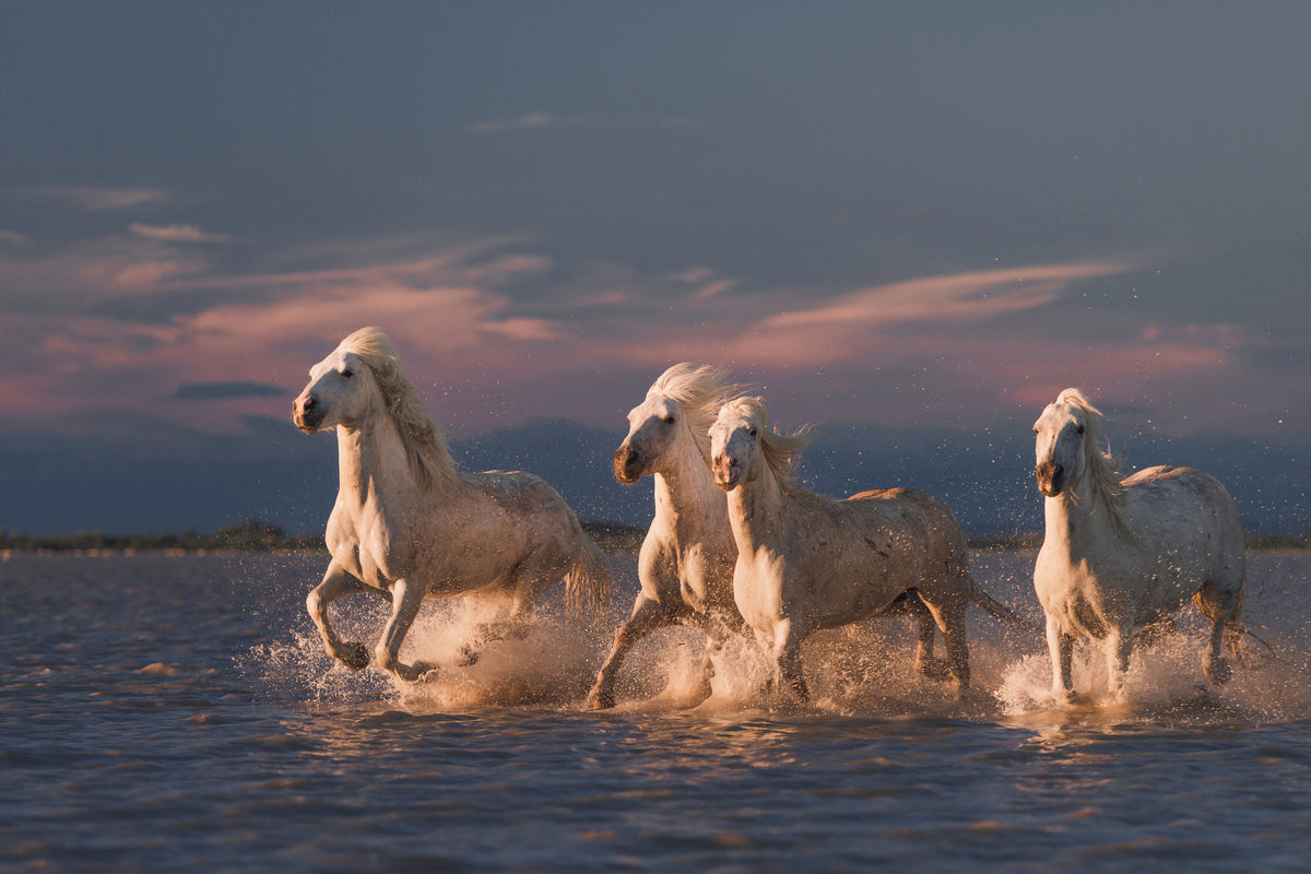 canvas-print-angels-of-camargue