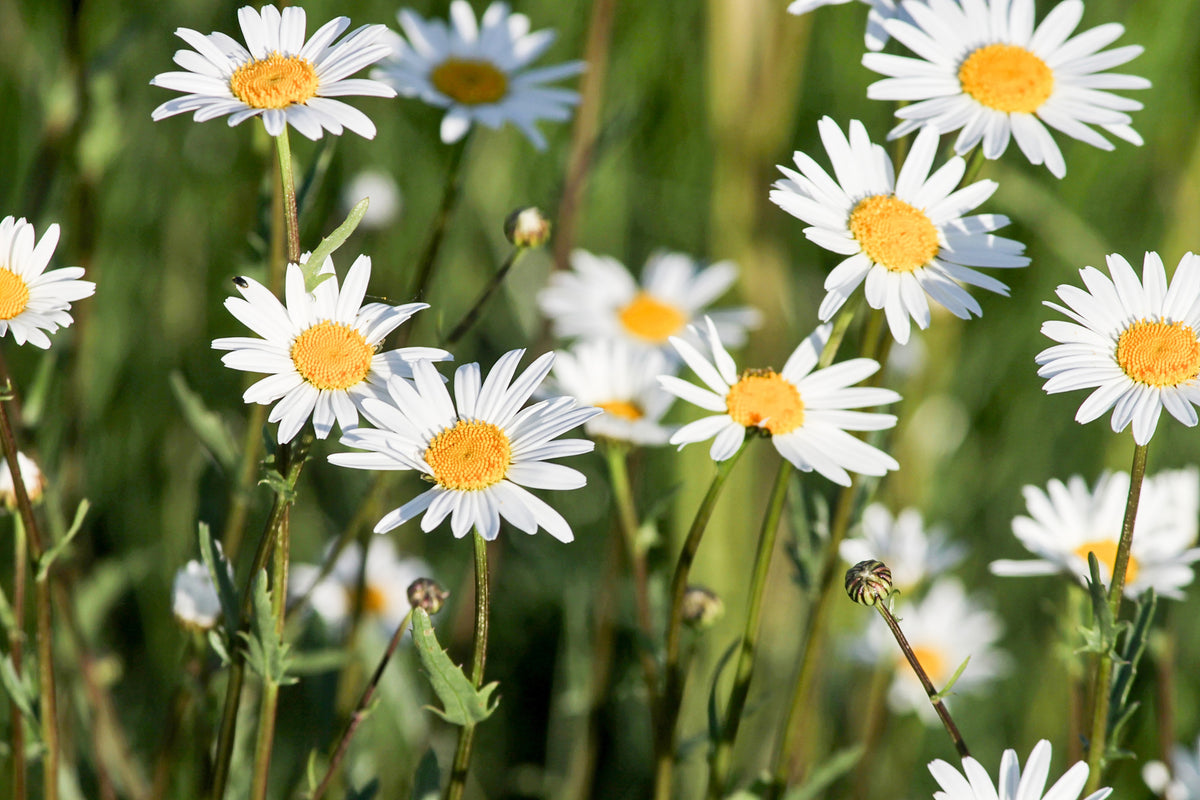 modern-3-piece-canvas-print-xl-daisies