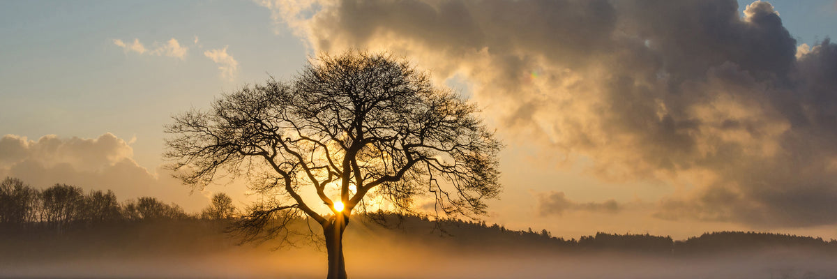 panoramic-aluminium-print-a-lonely-tree-panorama