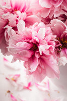 canvas-print-peonies